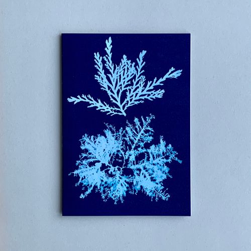 Seaweed Cyanotypes. Cyan 1
